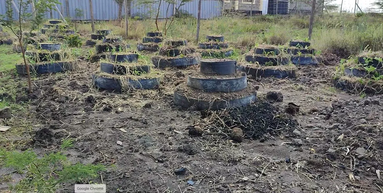 Rows of tiered cone gardens with young shoots on dry ground.