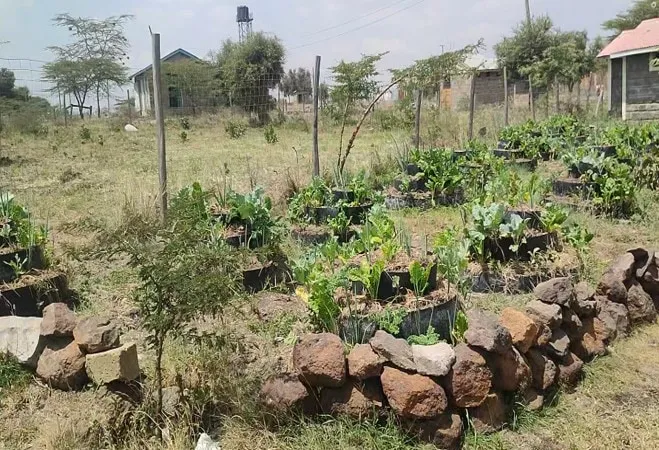 Rock-walled garden beds and sack planters growing vegetables on the school ground.