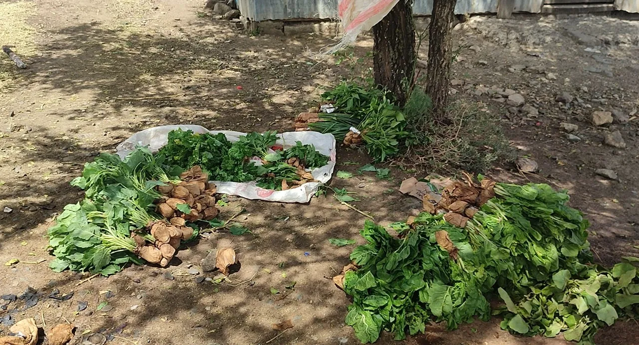 Bundles of vegetable seedlings laid out on sacks, ready for planting.