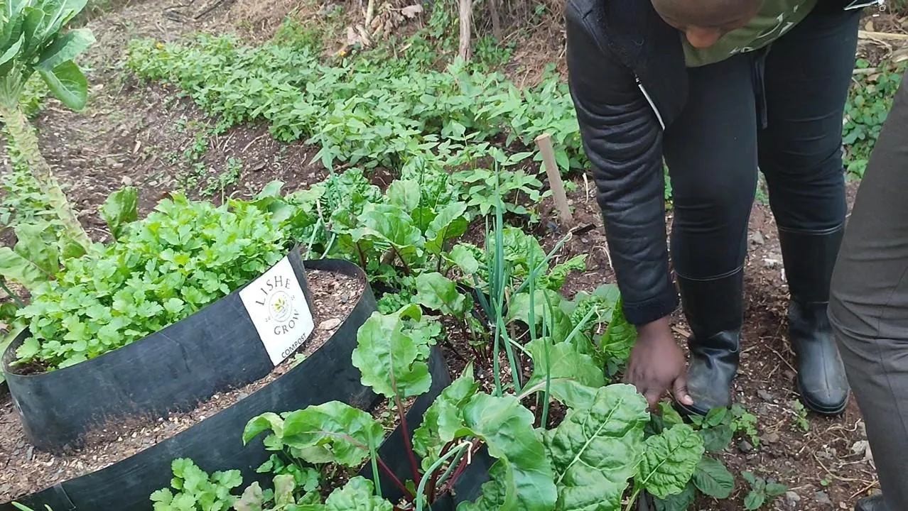 A tower garden thick with chard and coriander, a Lishe Grow compost label in the planter.