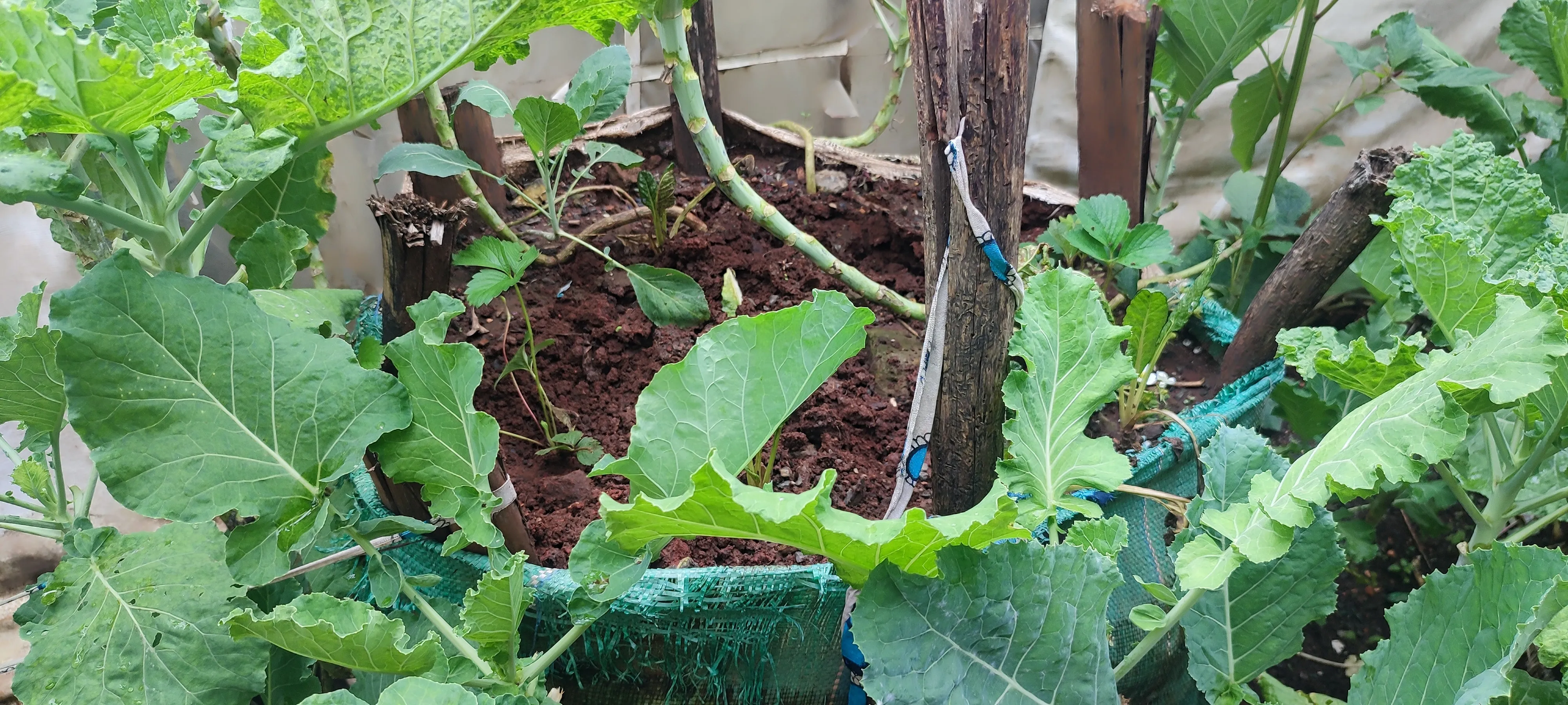 Dark compost-rich soil in a sack planter, with young seedlings taking root.