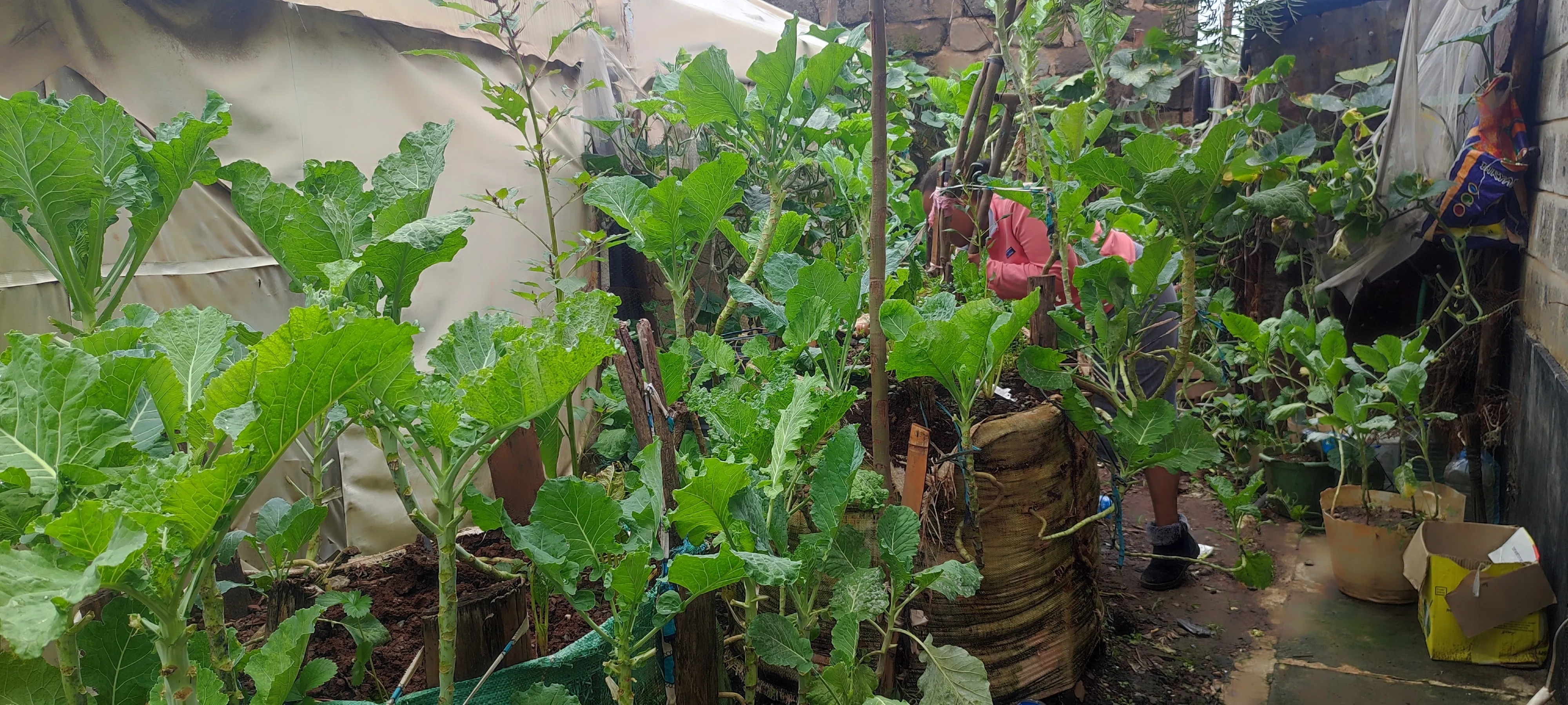A backyard garden dense with kale and sack planters.