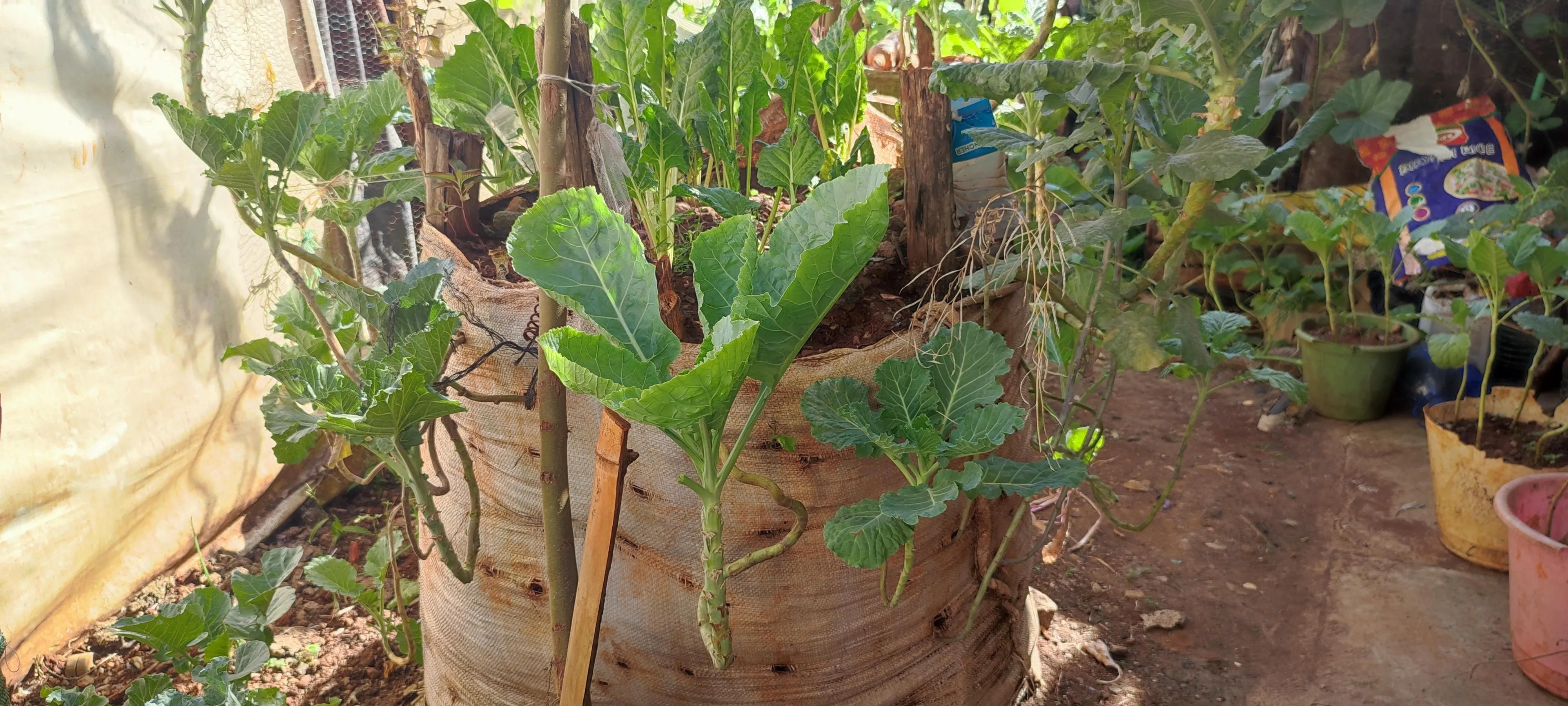 Kale growing from a large sisal sack garden.