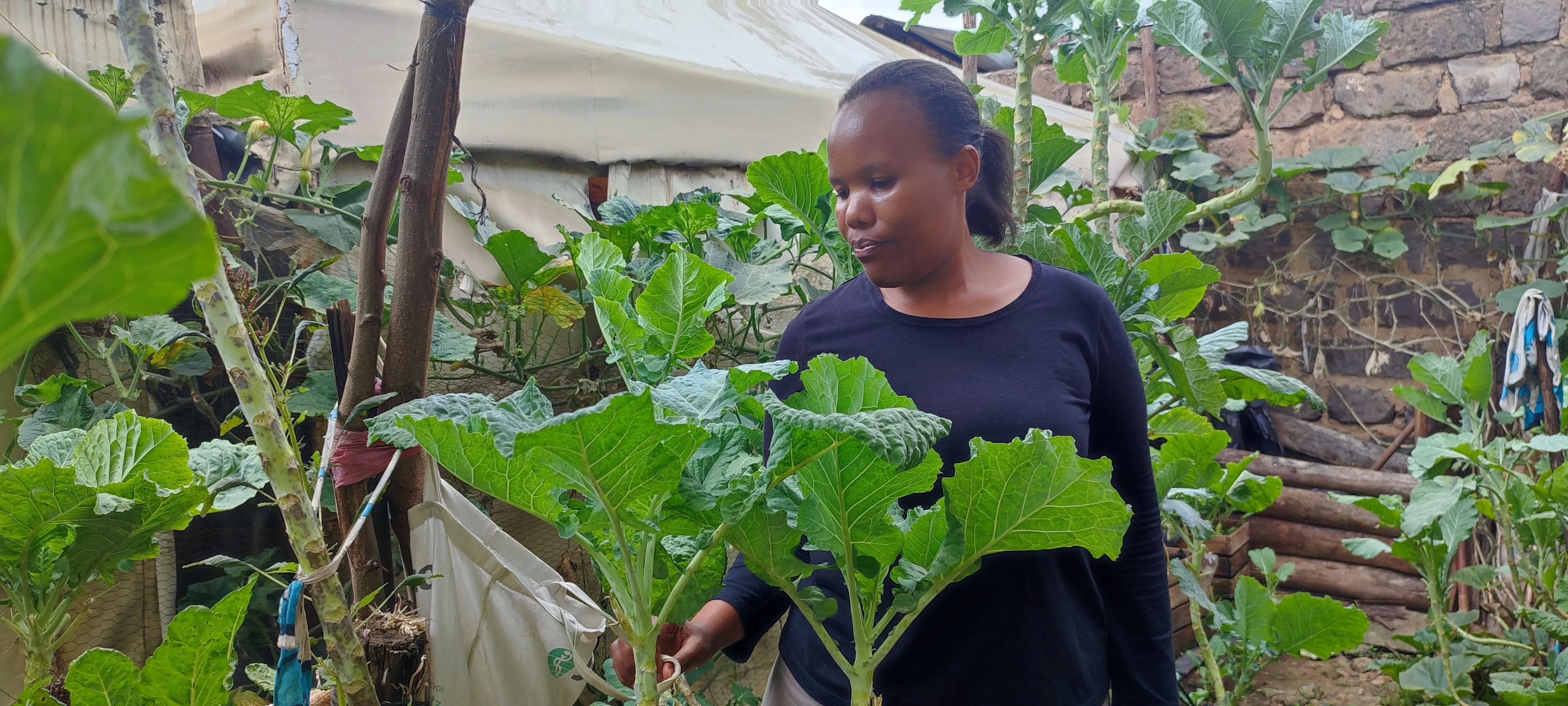 A woman tending tall kale plants in the garden.