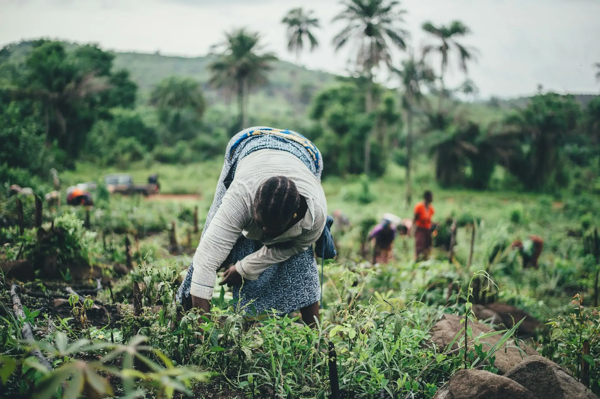 A woman planting in a Kenyan field.